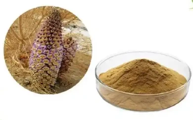 Cistanche Tubulosa Extract Powder 10% 50% 98% Verbascoside