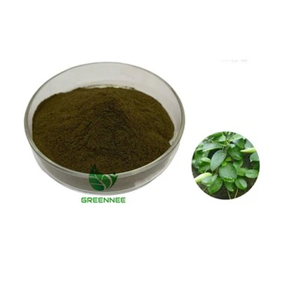Gymnema Sylvestre Extract Powder 25% 75% Gymnemic Acid