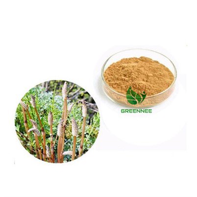 Horsetail Extract Silica 7%